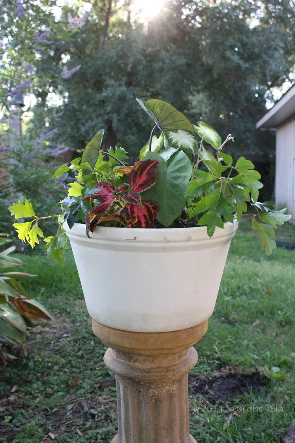 A white flower pot filled with a combination of thrillers and fillers sitting on a pedestal in a yard.