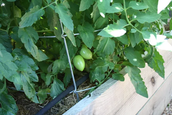 Tomatoes growing in a raised garden bed.