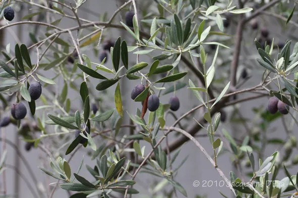 Olive tree with ripe olives.