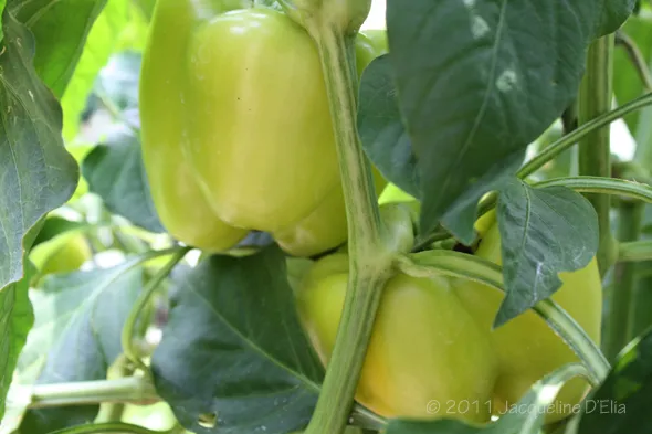 Yellow peppers growing on a plant with green leaves.