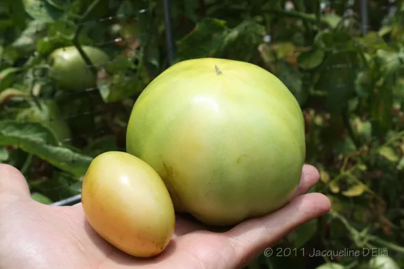 A hand holding a green tomato and a small green tomato.