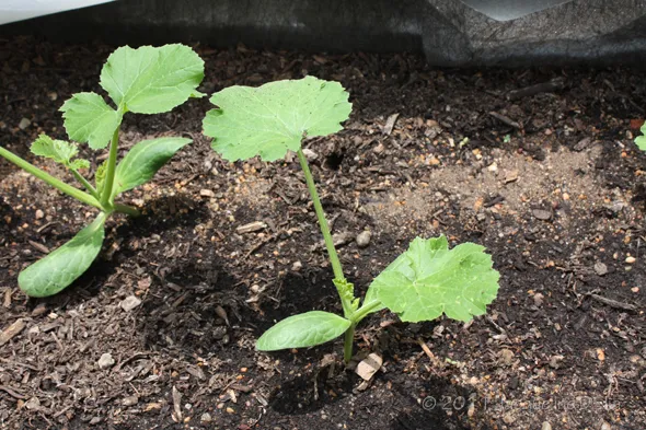 A group of plants growing in a dirt bed.