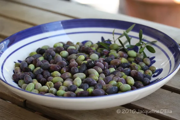 Fresh picked olives