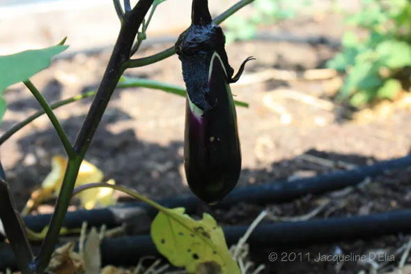 An eggplant hanging from a vine in a garden.