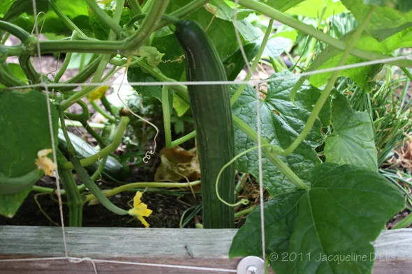 A cucumber growing in a garden bed.