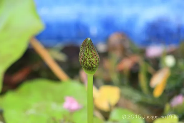 A water lily bud is growing in a pond.