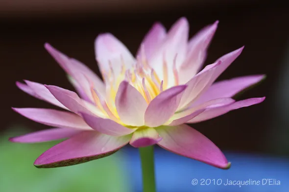 A pink lotus flower is blooming in a pot.
