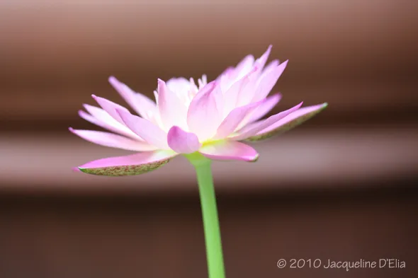 A pink lotus flower in front of a brown pot.
