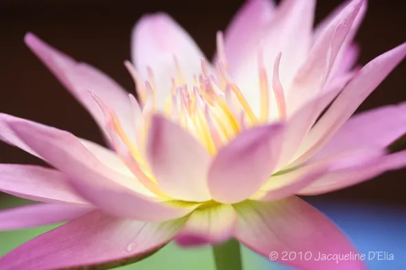 A pink lotus flower with a yellow center.