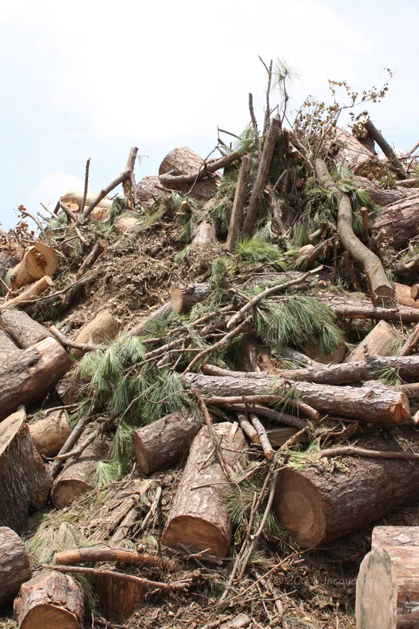 A pile of logs.