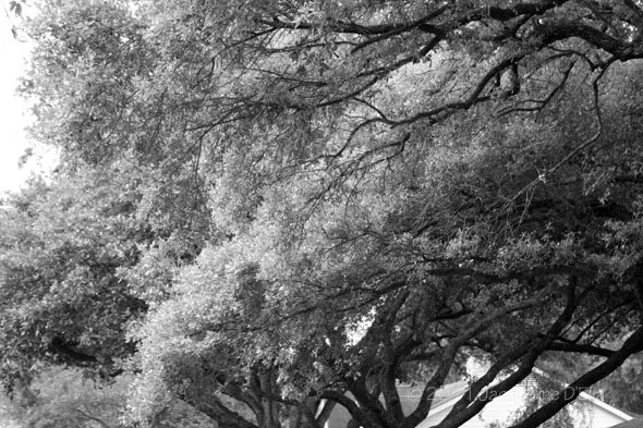 A black and white photo of a street with trees.