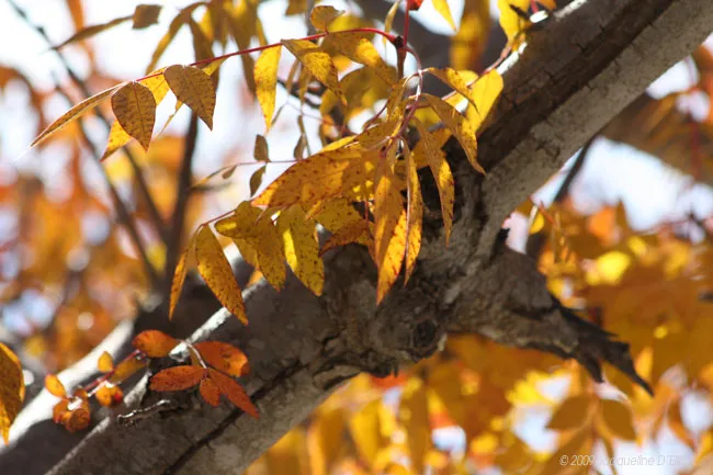 Autumn leaves on a tree branch.