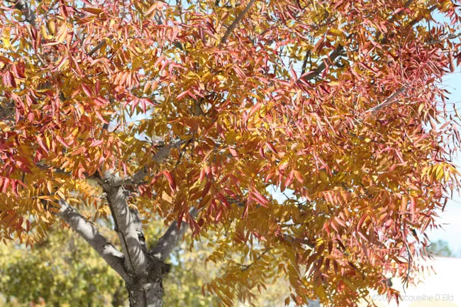 A tree with red and yellow leaves in the fall.