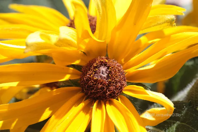 A close up of a yellow flower with brown centers.