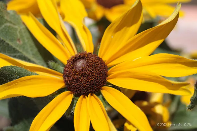 A close up of a yellow flower with brown centers.