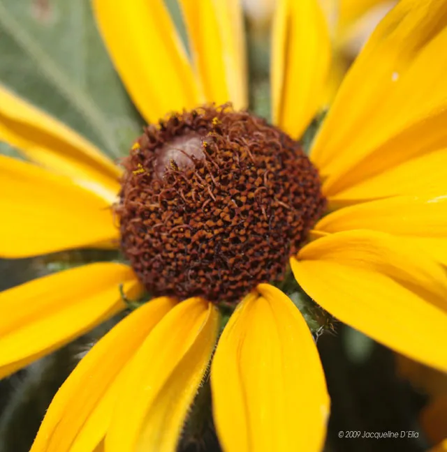 A close up of a yellow flower with brown centers.
