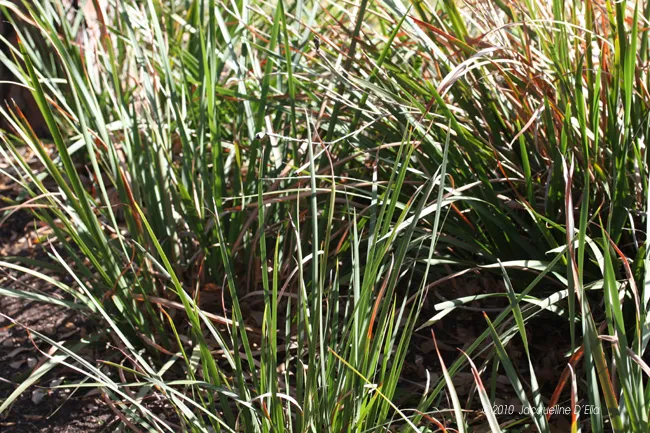 A plant with a lot of green and brown leaves.