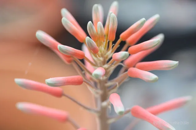 A close up of a pink and white plant.