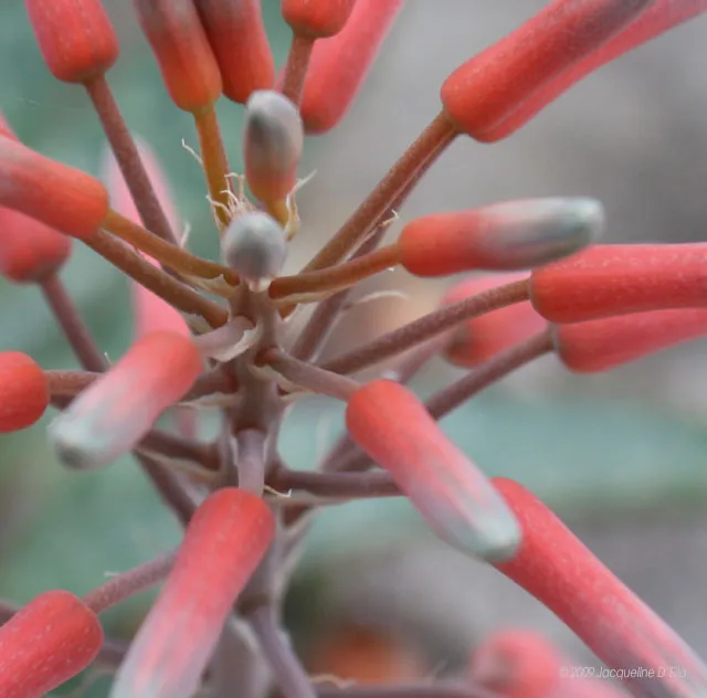 A close up of a plant with red flowers.