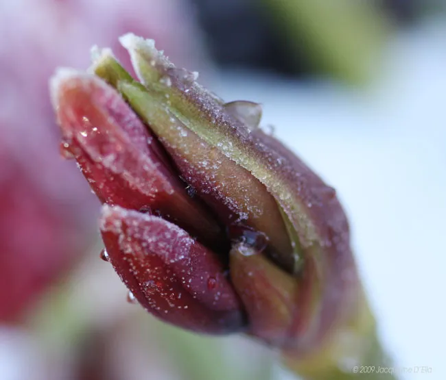 A close up of a tulip bud with frost on it.