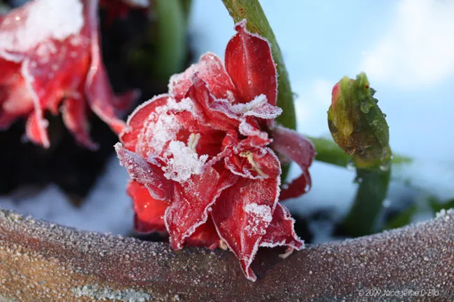 Red amaryllis in the snow.