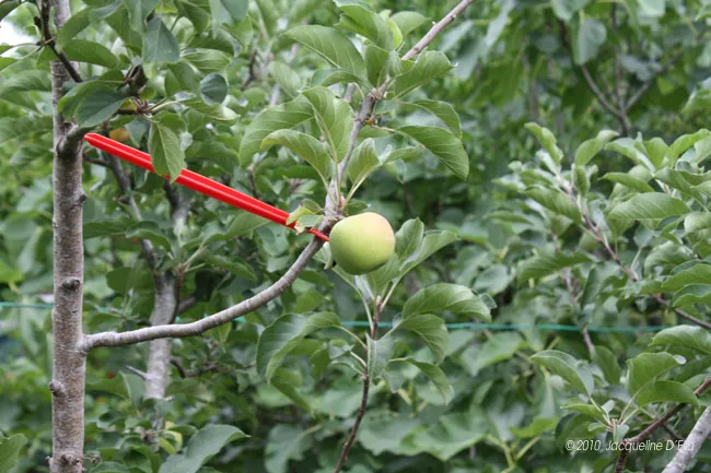 An apple on a tree with a red string attached to it.