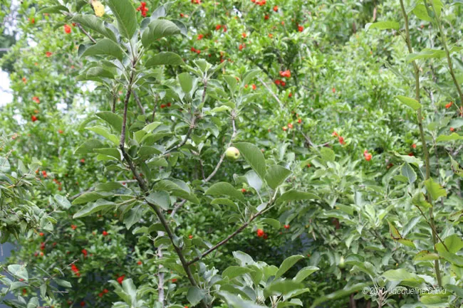 A tree with red berries and green leaves.