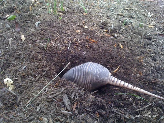 An armadillo in a hole in the ground.