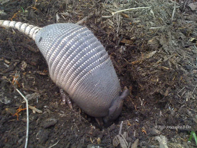 An armadillo digging in the dirt.