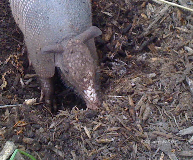 An armadillo digging in the dirt.