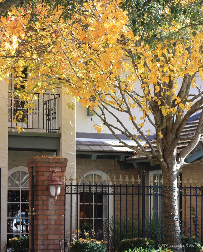 A tree in front of a house.
