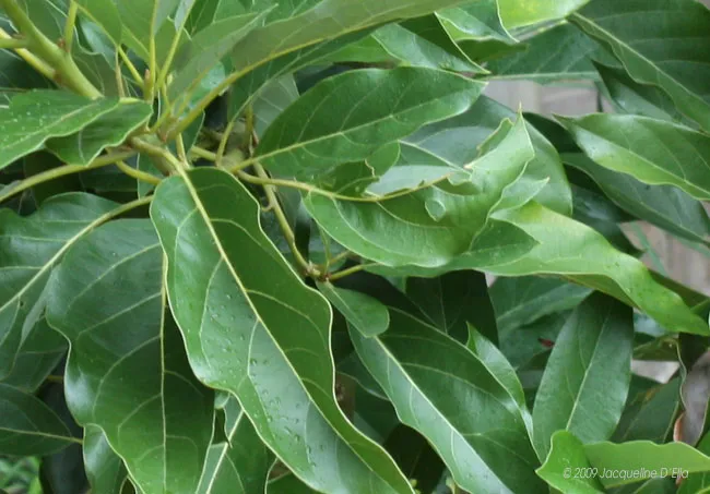 A close up of a kitchen garden plant with green leaves.