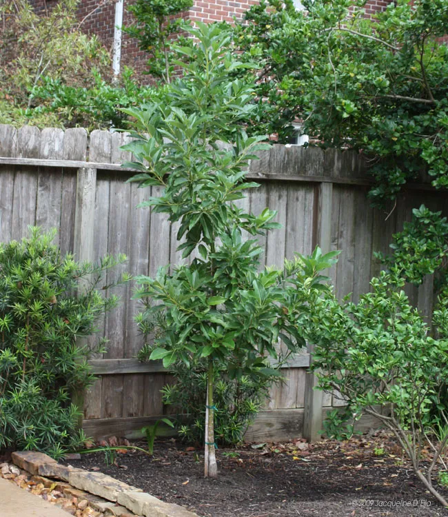 A small backyard with a tree and a wooden fence suitable for a kitchen garden.