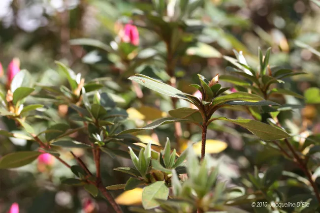 A close up of a bush with pink flowers.