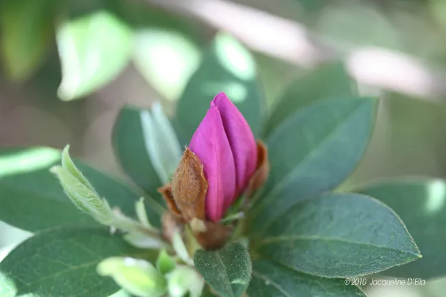 A pink flower bud on a green leaf.