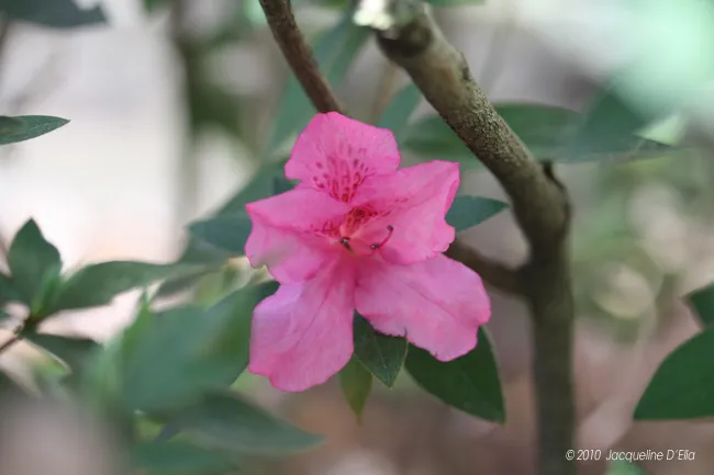 A pink flower on a branch with green leaves.