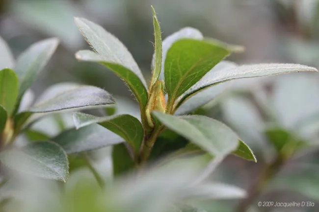 A close up of a plant with green leaves.