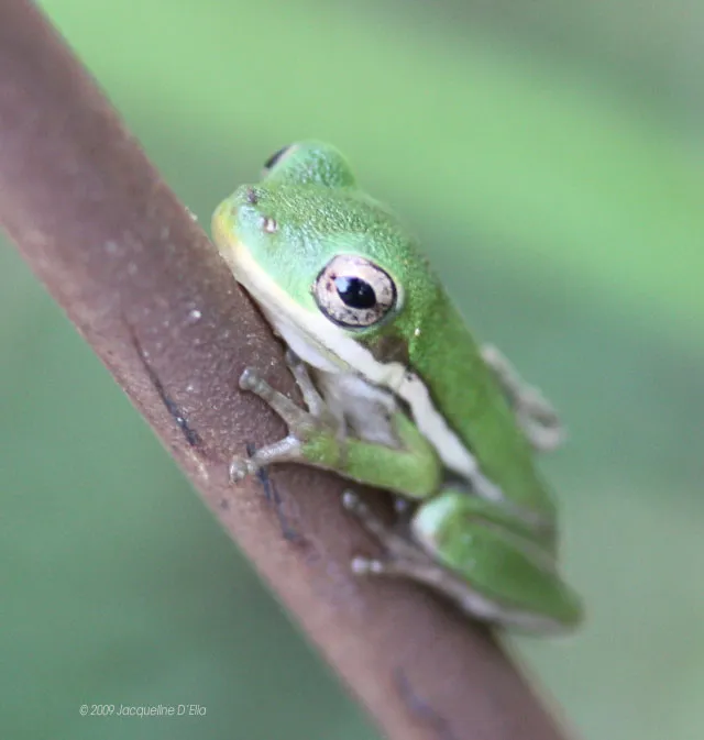 A small green frog sitting on a twig.