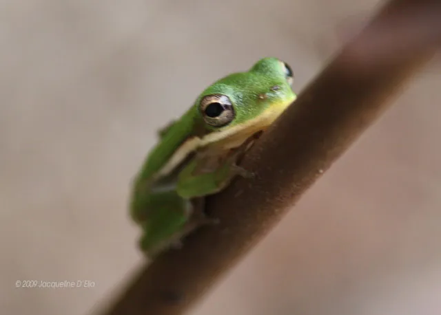 A small green frog sitting on a twig.
