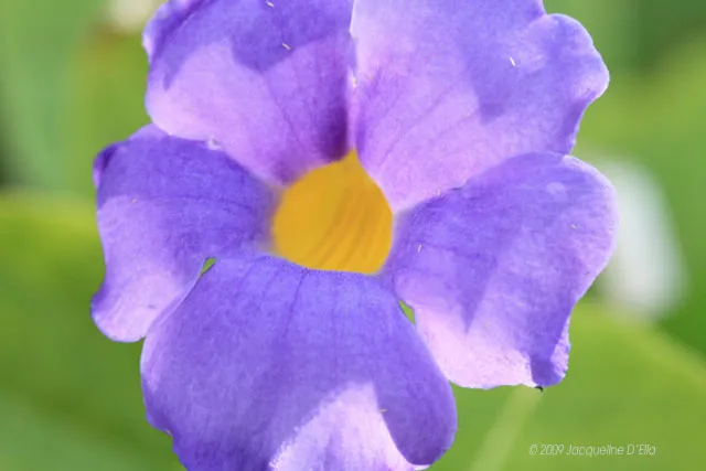 A close up of a purple flower with yellow centers.
