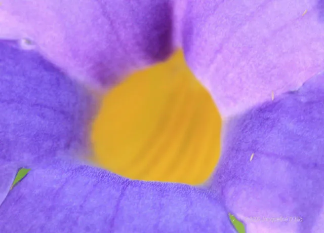 thunbergia battiscombei closeup