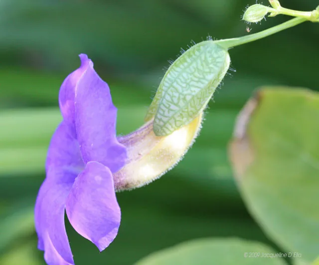A purple flower on a stem with green leaves.