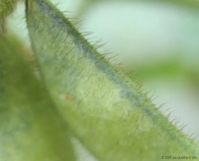 A close up of a green leaf in a kitchen garden.