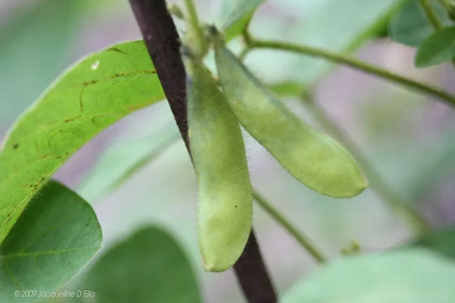 Two green beans growing in a kitchen garden.