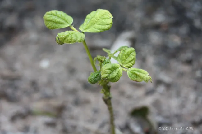A small plant is growing out of the ground.