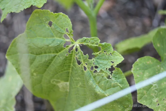 A close up of a plant with holes in it.
