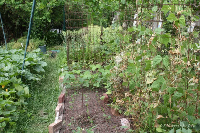 A garden with a lot of plants in it.