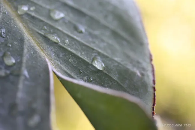 A close up of a leaf with water droplets.