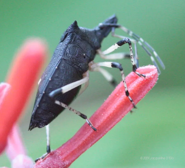 A black bug sitting on top of a pink flower.
