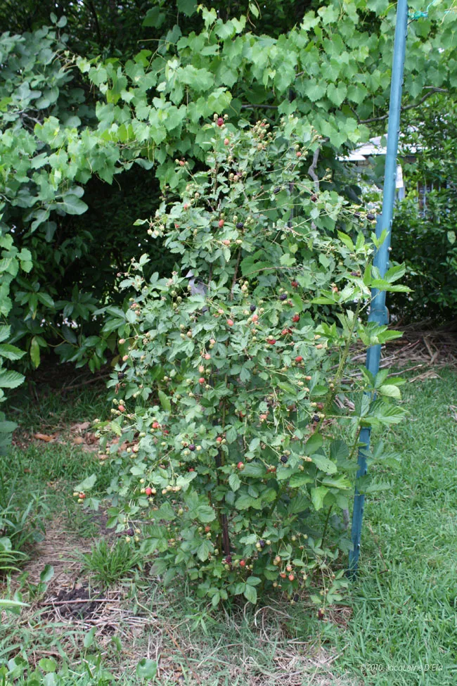 A tree with berries in the middle of a yard.